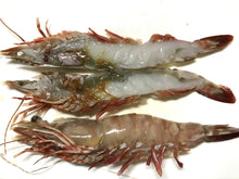 画像をギャラリービューアに読み込む, 【えび解剖出前授業2024】中高生が「食育の先生」に!園児に食育をしよう!!