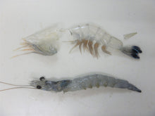 画像をギャラリービューアに読み込む, 【えび解剖出前授業2024】中高生が「食育の先生」に!園児に食育をしよう!!