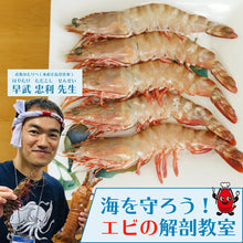 画像をギャラリービューアに読み込む, 【テスト注文】海老解剖キット 有頭えび 8尾