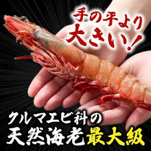 画像をギャラリービューアに読み込む, 王の海老® 2尾