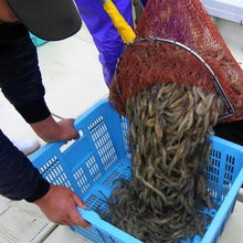 画像をギャラリービューアに読み込む, 天然芝えびむき身1kg