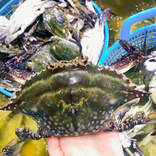 画像をギャラリービューアに読み込む, ボイルワタリガニ 4尾(無添加)