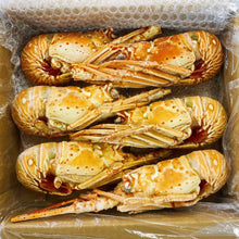 画像をギャラリービューアに読み込む, ボイルロブスター 2Lサイズ(ハーフカット6半身)