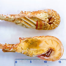 画像をギャラリービューアに読み込む, ボイルロブスター 2Lサイズ(ハーフカット6半身)