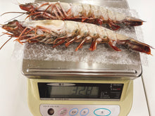 画像をギャラリービューアに読み込む, 《訳あり》超☆巨大! 天然シータイガーえび(2尾入り/1パック)