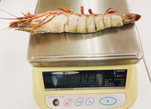 画像をギャラリービューアに読み込む, 《訳あり》超☆巨大! 天然シータイガーえび(2尾入り/1パック)