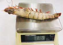 画像をギャラリービューアに読み込む, 《訳あり》超☆巨大! 天然シータイガーえび(2尾入り/1パック)