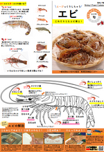 画像をギャラリービューアに読み込む, 【えび解剖出前授業2024】中高生が「食育の先生」に!園児に食育をしよう!!