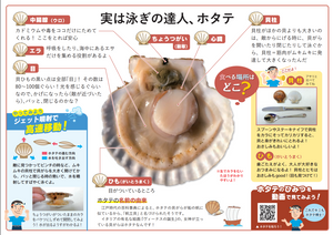 【第２期予約注文のみ】学校給食　北海道産ホタテ貝柱　無償提供