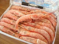 【えび丸ごと夢の料理コンテスト2025】エビ料理の絵を描いて海老をもらおう！！